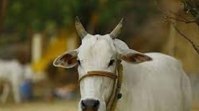 Right-wing outfits block highway after cow remains found in Yamuna