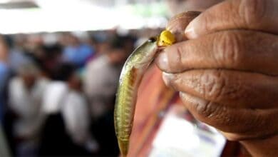 Image of fish prasadam distributed at nampally exhibition grounds